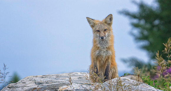 Red Fox-6539-1