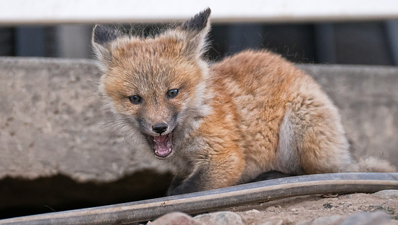 Fox Kit-Urban-01613