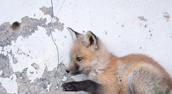 Fox Kit-00468
