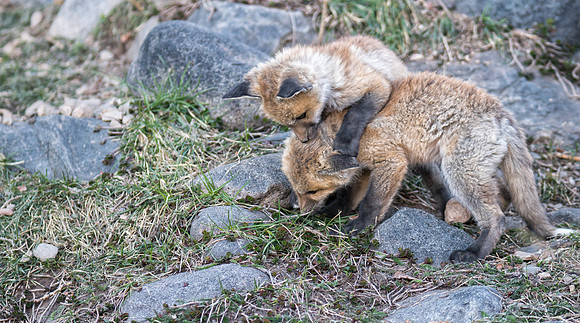Fox Kits Playing-00588