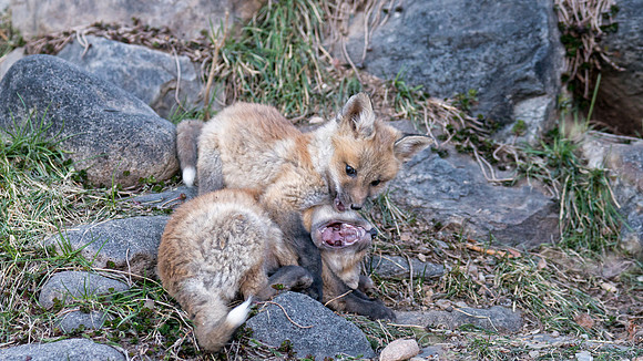 Fox Kits-00607