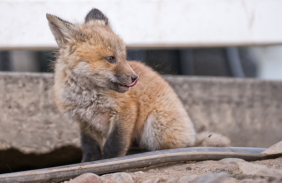 Fox Kit-Urban-01596