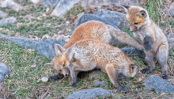 Fox Kits-00665