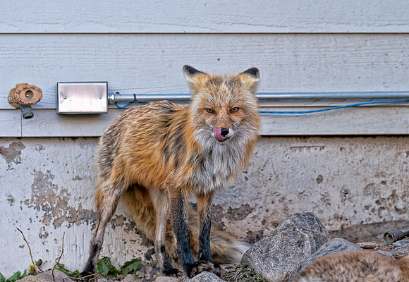 Momma Fox-00703