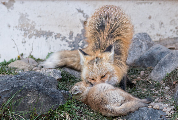 Momma Fox and Kit-00767