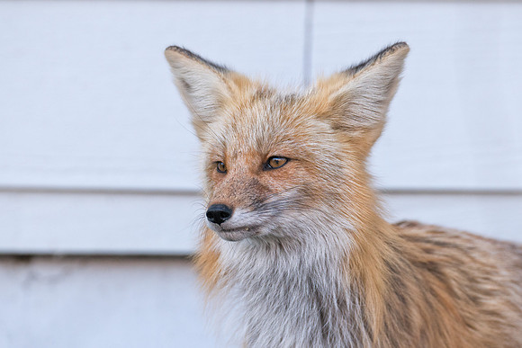 Momma Fox-00805
