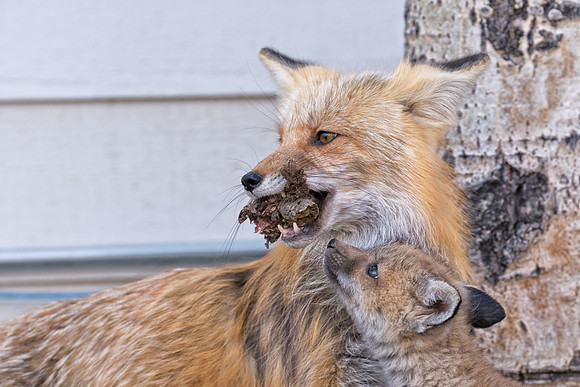 Fox Kit with Momma Fox-01286