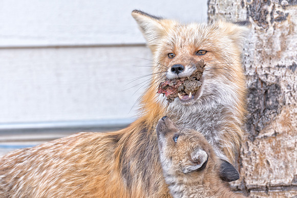Fox Kit & Mom-01288