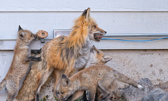 Fox Family-01346