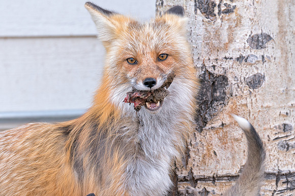 Momma Fox-01302