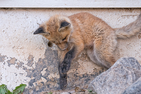 Fox Kit-Urban-01371