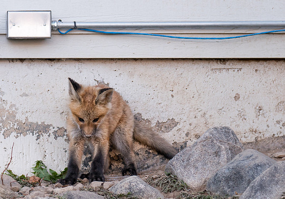 Fox Kit-Urban-01394