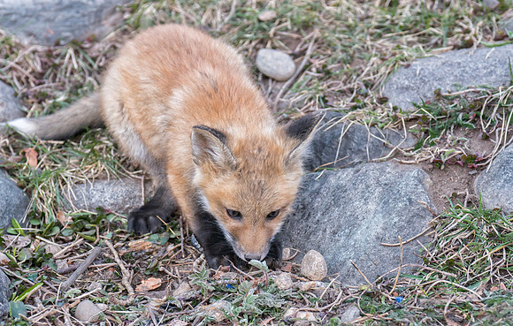 Fox Kit-01400