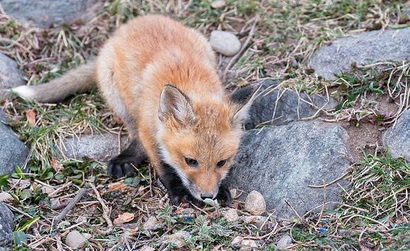Fox Kit-01401