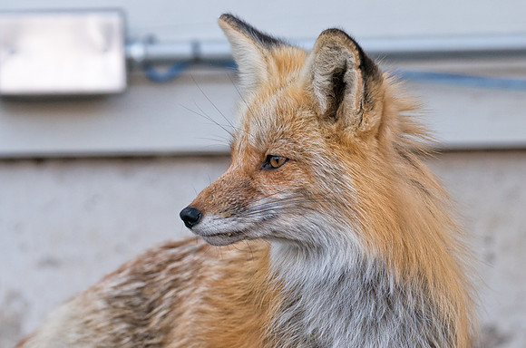 Momma Fox-Urban-01509