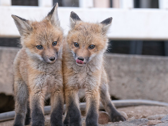 Fox Kits-Urban-01510