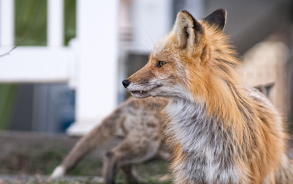 Momma Fox-01532