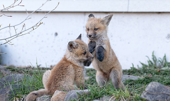 Fox Kits Playing-01139