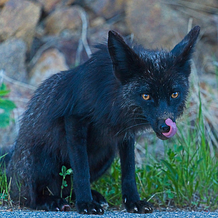 MT EVANS 7-2 (143)