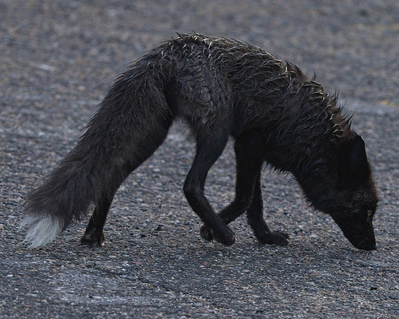 Silver Fox 6-17 (180)
