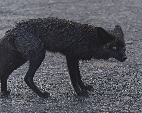 Silver Fox 6-17 (135)