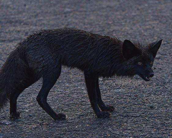 Silver Fox 6-17 (130)