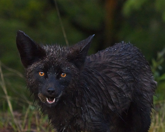 Silver Fox 6-17 (11)