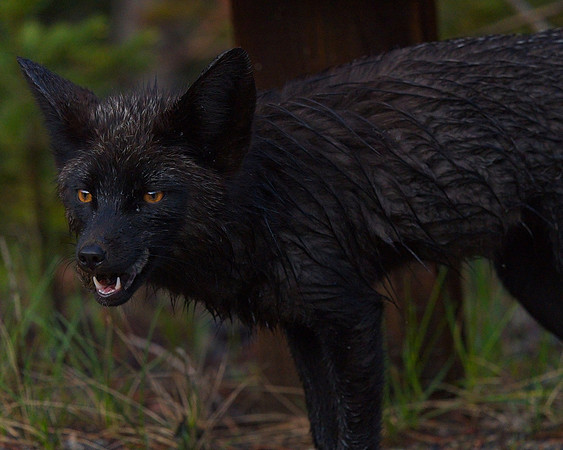 Silver Fox 6-17 (5)