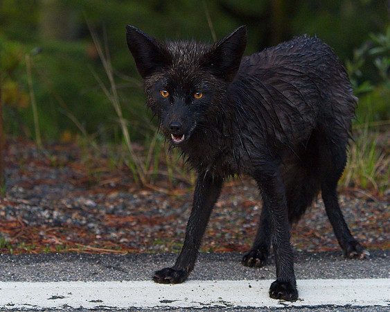 Silver Fox 6-17 (9)
