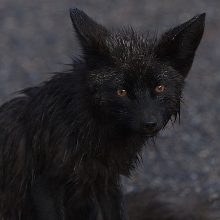 Silver Fox 6-17 (77)