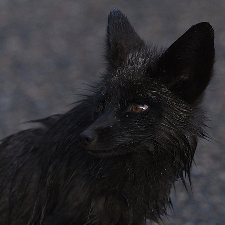 Silver Fox 6-17 (78)
