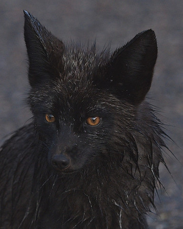 Silver Fox 6-17 (85)