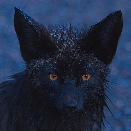 Silver Fox 6-17 (87)