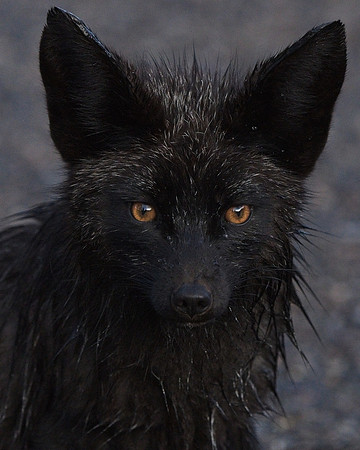 Silver Fox 6-17 (86)