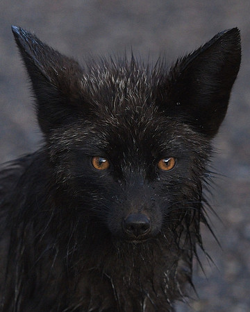 Silver Fox 6-17 (88)