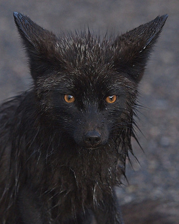 Silver Fox 6-17 (90)