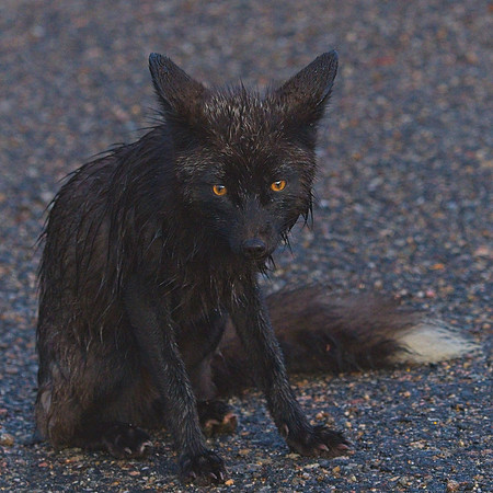 Silver Fox 6-17 (92)