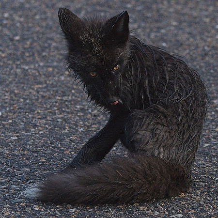 Silver Fox 6-17 (112)