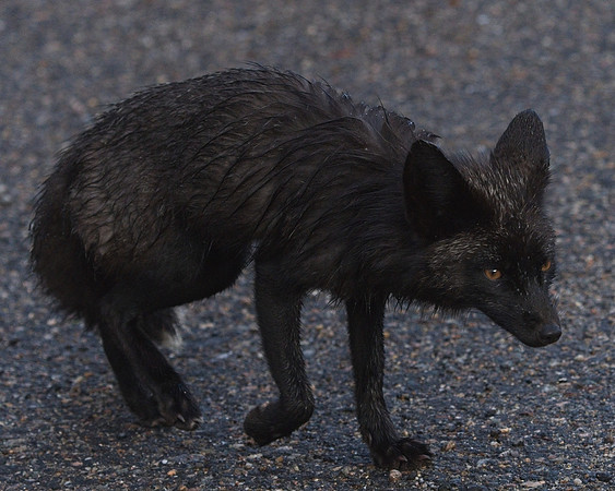 Silver Fox 6-17 (95)