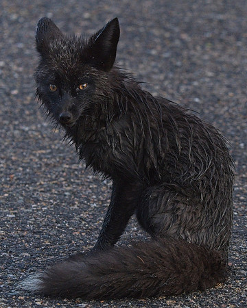 Silver Fox 6-17 (113)