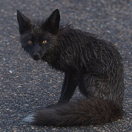 Silver Fox 6-17 (115)
