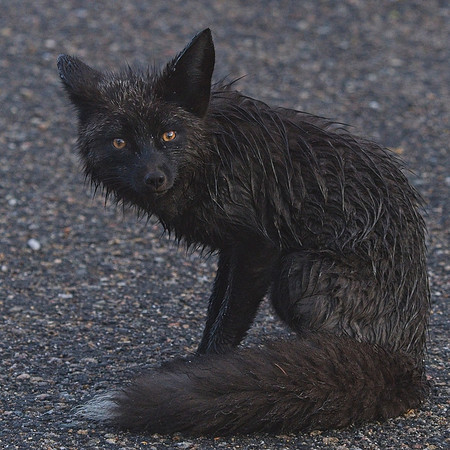 Silver Fox 6-17 (116)