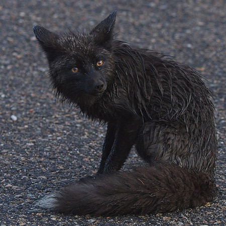 Silver Fox 6-17 (117)