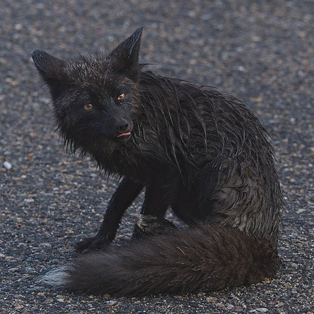 Silver Fox 6-17 (118)