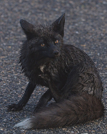 Silver Fox 6-17 (120)