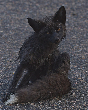 Silver Fox 6-17 (124)