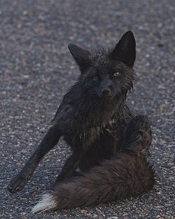 Silver Fox 6-17 (125)