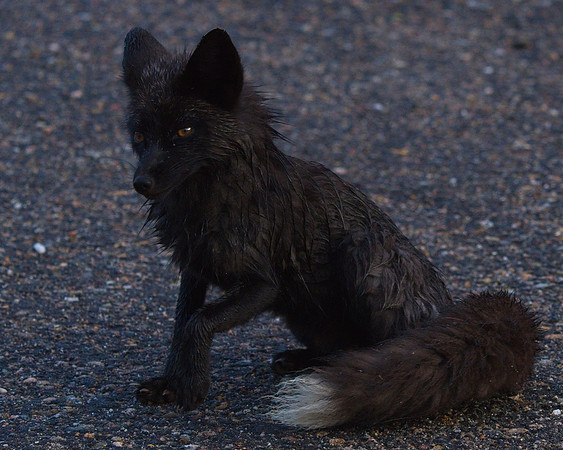 Silver Fox 6-17 (126)