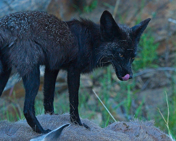 MT EVANS 7-2 (59)
