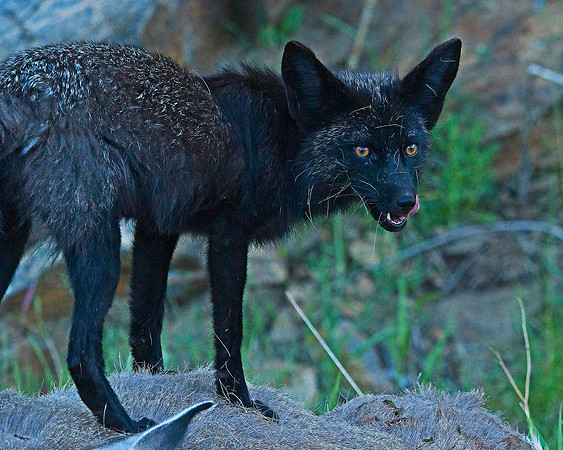 MT EVANS 7-2 (58)